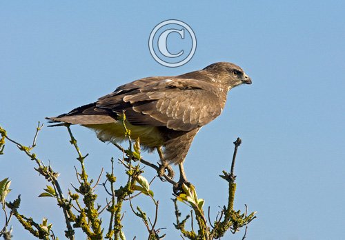 Common Buzzard DM0457